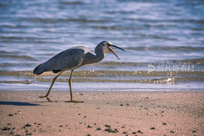 蓝鹭(Ardea herodias)